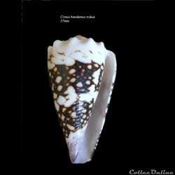 Conus bandanus vidua 37mm