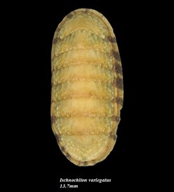 Ischnochiton variegatus 13.7mm