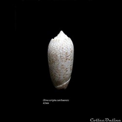 Oliva scripta caribaensis 42mm