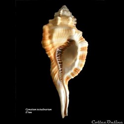 Cymatium testudinarium 87mm