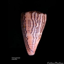Conus princeps 43mm WO