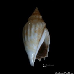 Strombus dentatus 44mm