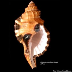 Cymatium grandimaculatum 119mm