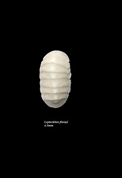 Leptochiton finlayi 4.5mm