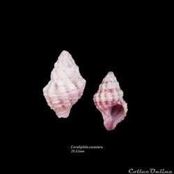 Coralliophila costularis 29-32mm