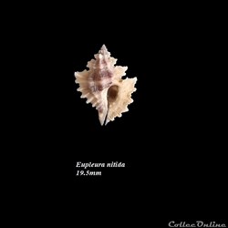 Eupleura nitida 19.5mm