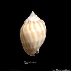 Phalium flammiferum 78mm