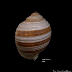 Tonna sulcosa 94mm