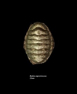 Radsia nigrovirescens 23mm