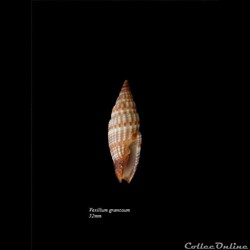 Vexillum granosum 32mm