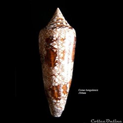 Conus bengalensis 104mm