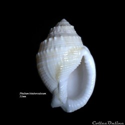 Phalium bituberculosum 51mm