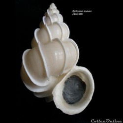 Epitonium scalare 54mm WO
