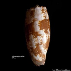 Conus geographus 97mm