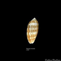 Pterygia crenulata 25mm