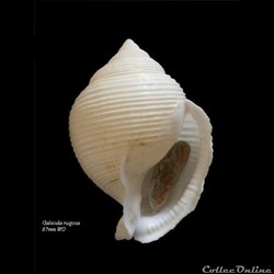 Galeoda rugosa 87mm WO