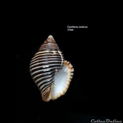 Cantharus undosus 32mm