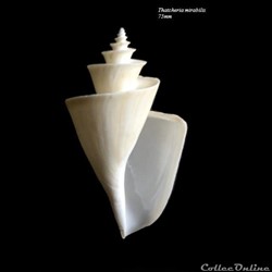 Thatcheria mirabilis 75mm