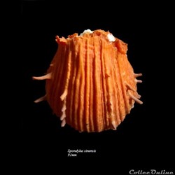 Spondylus sinensis 91mm