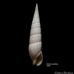 Terebra cerithina 54mm