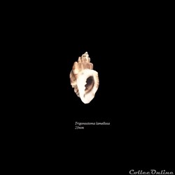 Trigonostoma lamellosa 23mm
