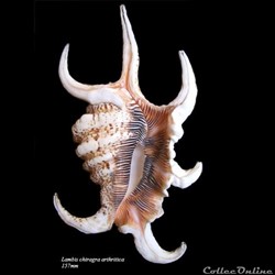 Lambis chiragra arthritica 157mm
