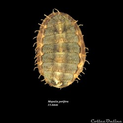Mopalia porifera 15.6mm