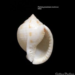 Phalium granulatum cicatricosa 60mm