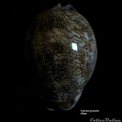 Cypraea grayana 60mm