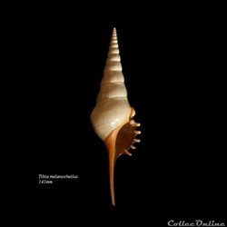 Tibia melanocheilus 141mm