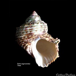 Turbo argyrostomus 74mm