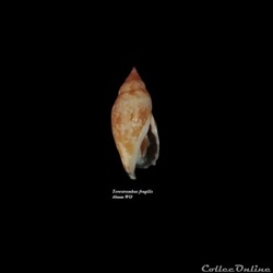 Terestrombus fragilis 46mm WO