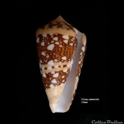 Conus ammiralis 54mm