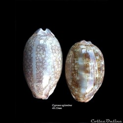 Cypraea eglantina 46-53mm