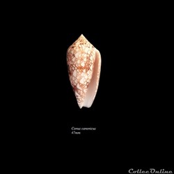 Conus canonicus 47mm