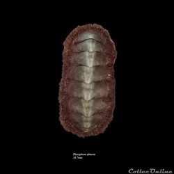 Plaxiphora obtecta 34.7mm