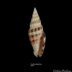 Vexillum albofulvum 56mm