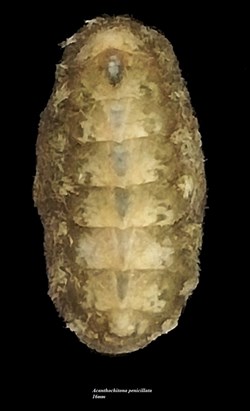 Acanthochitona penicillata 16mm