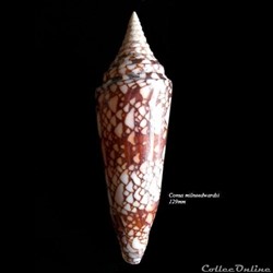 Conus milneedwardsi 129mm
