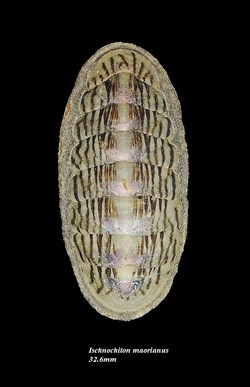 Ischnochiton maorianus 32.6mm