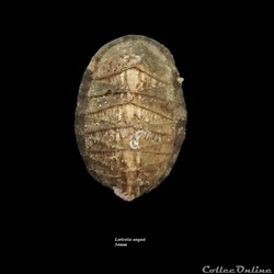 Loricella angasi 54mm