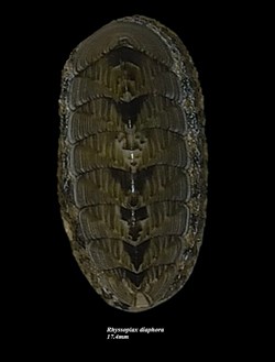 Rhyssoplax diaphora 17.4mm