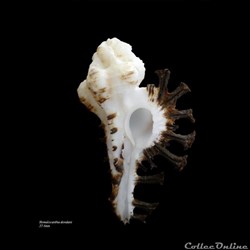 Homalocantha dondani 57.6mm