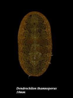 Dendrochiton thamnoporus 10mm