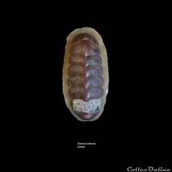 Tonicia lebruni 22mm