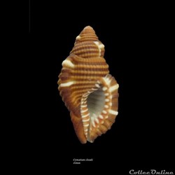 Cymatium closeli 44mm
