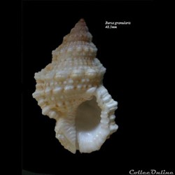 Bursa granularis 48.5mm