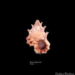 Bursa angioyorum 45mm