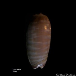 Oliva rufula 34mm