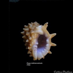 Drupa clathrata miticula 20mm